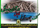 کشف ۶۷۵ چوب تاغ قاچاق در آران و بیدگل