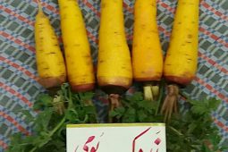 برداشت محصول منحصربه‌فرد زردک در مزارع شهرستان آران و بیدگل
