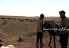 ورود دامداران به مراتع قشلاقی شهرستان آران وبیدگل