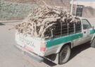 بیش از ۱ تن چوب تاغ قاچاق در آران وبیدگل کشف شد