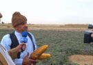 برداشت زردک از مزارع آران و بیدگل