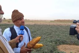برداشت زردک از مزارع آران و بیدگل