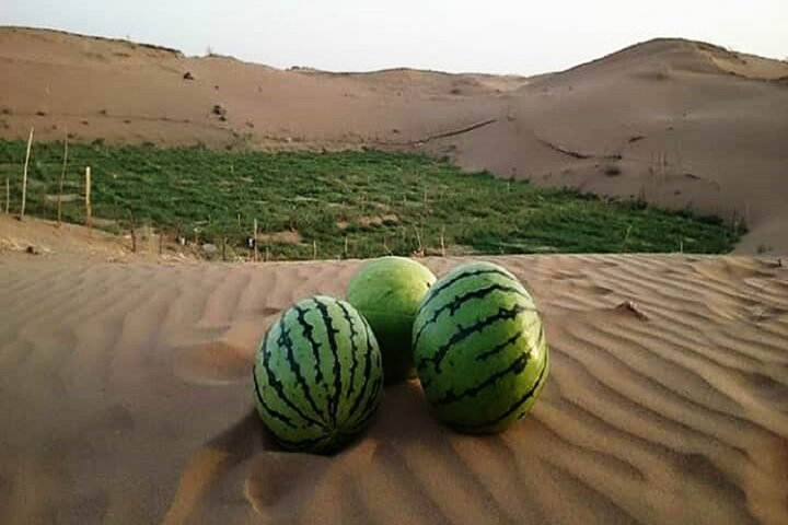 برداشت هندوانه از «چاله سنبک» در دل کویر آران و بیدگل