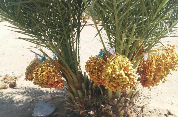 معجزه خرما در دل کویر معجزه خرما در دل کویر