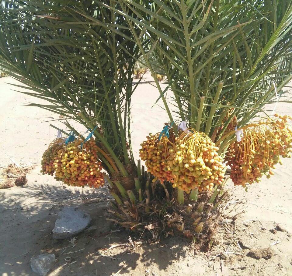 معجزه خرما در دل کویر