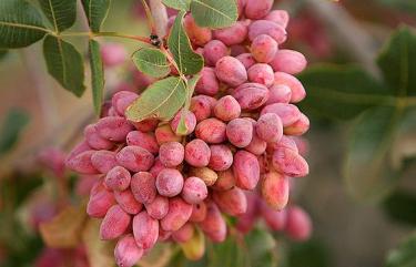 برداشت هشت‌هزار تن پسته تر از باغ‌های آران و بیدگل