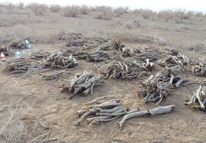 کشف ۵۵۰ کیلوگرم چوب تاق قاچاق و توقیف وانت/ ۲ قاچاقچی در آران و بیدگل دستگیر شدند