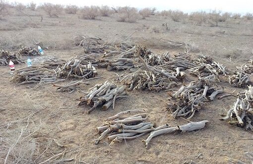 کشف ۵۵۰ کیلوگرم چوب تاق قاچاق و توقیف وانت/ ۲ قاچاقچی در آران و بیدگل دستگیر شدند کشف ۵۵۰ کیلوگرم چوب تاق قاچاق و توقیف وانت/ ۲ قاچاقچی در آران و بیدگل دستگیر شدند