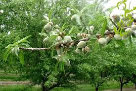 کلید خوردن اجرای طرح ۲۰ هکتاری کاشت بادام کوهی در مراتع آران و بیدگل