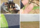 مشاهده آفت لارو برگخوار پاییزه در مزارع ذرت آران و بیدگل