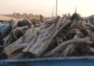 حمل و بهره‌برداری از چوب بدون مجوز، جرم است
