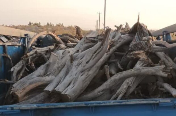 حمل و بهره‌برداری از چوب بدون مجوز، جرم است
